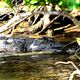 Daintree River, Australien