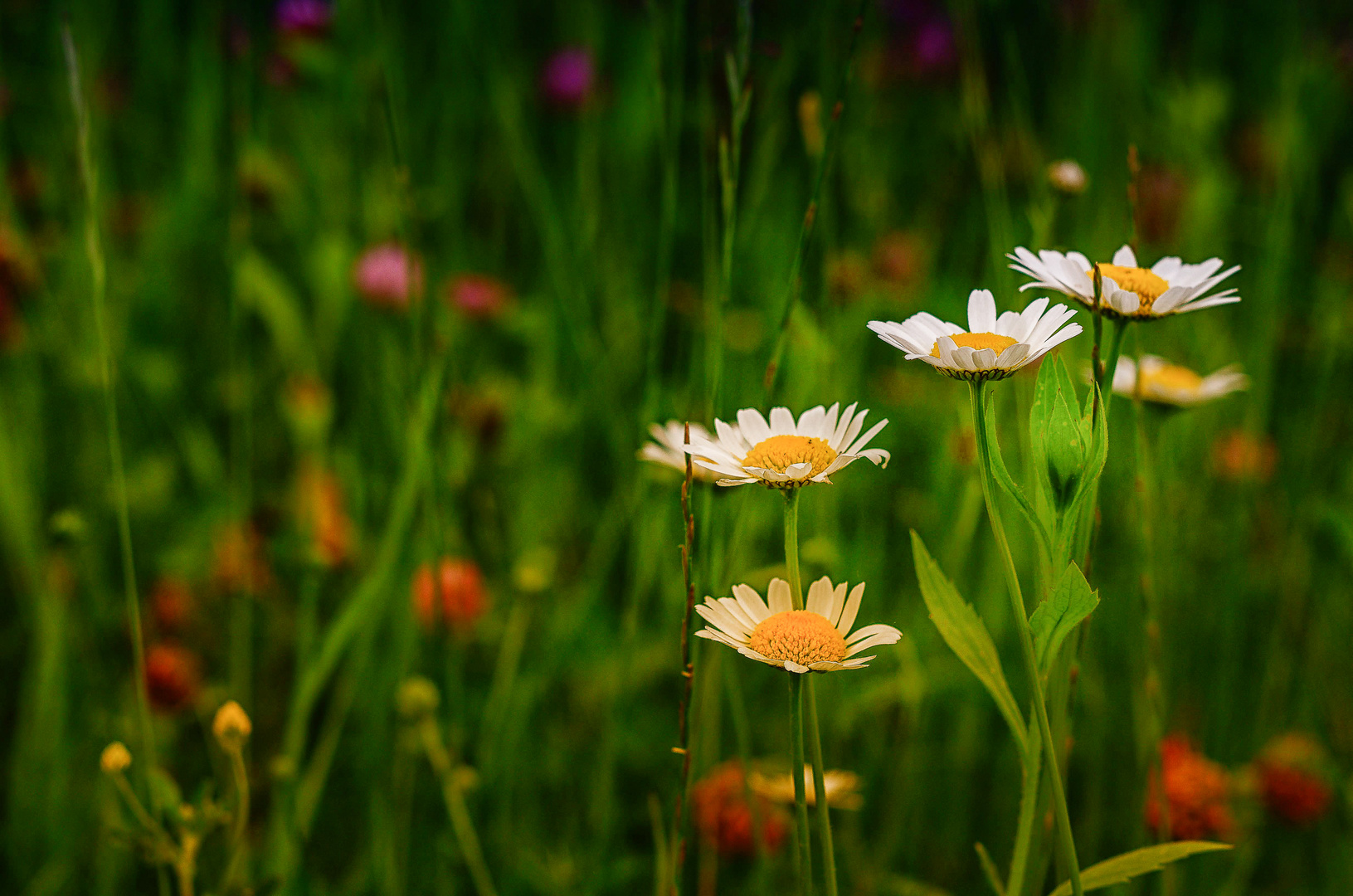 daisies