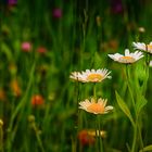 daisies