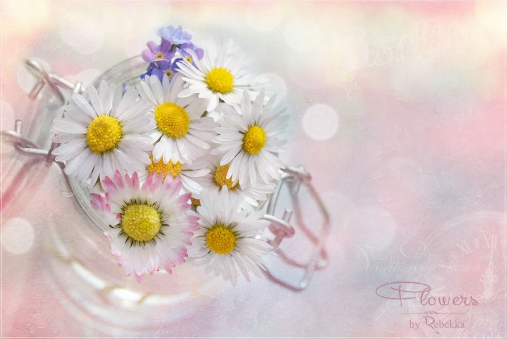 Daisies ..