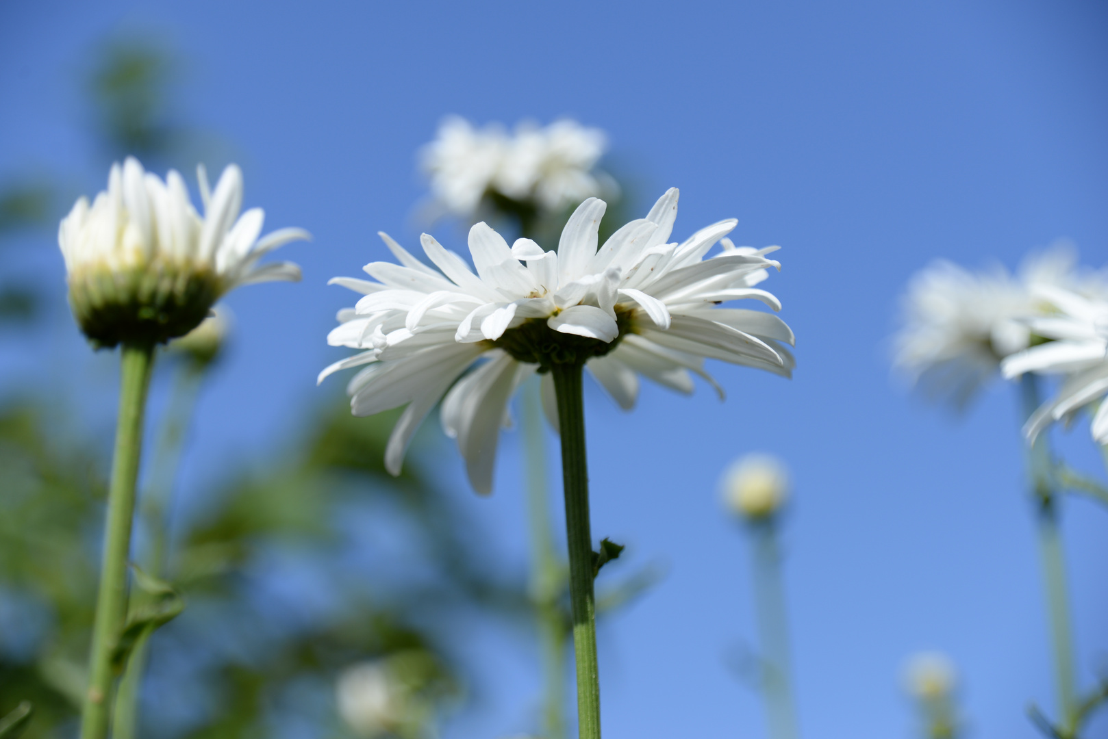 daisies