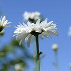 daisies