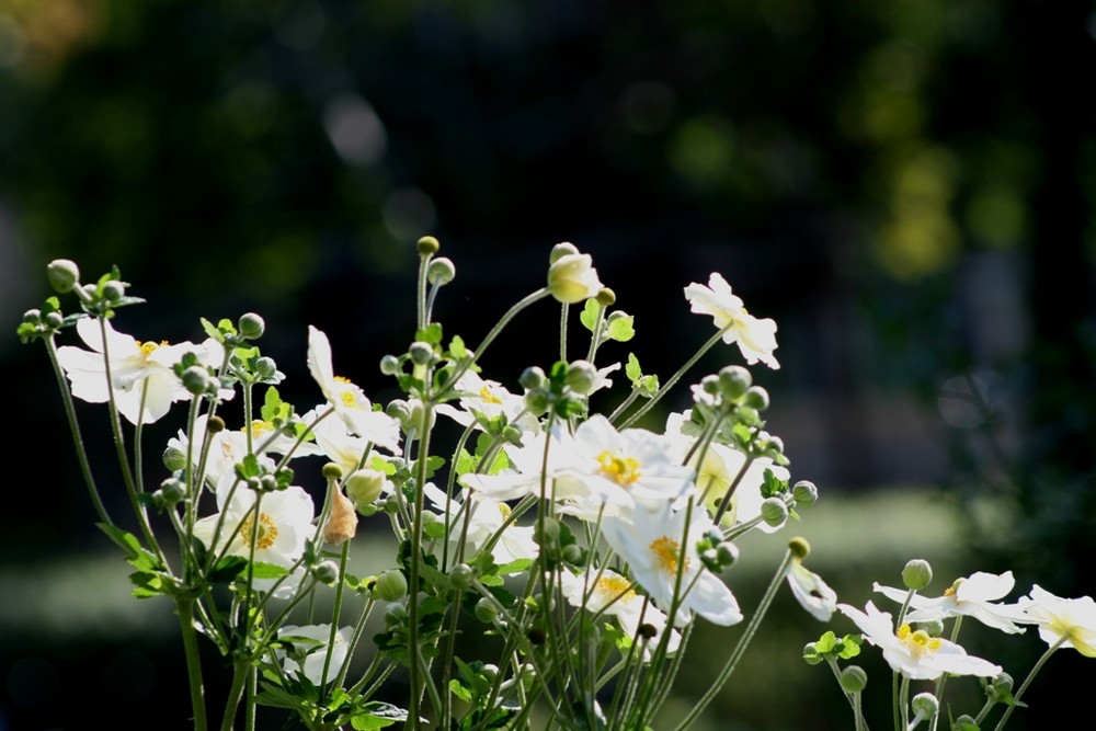 Daisies ...