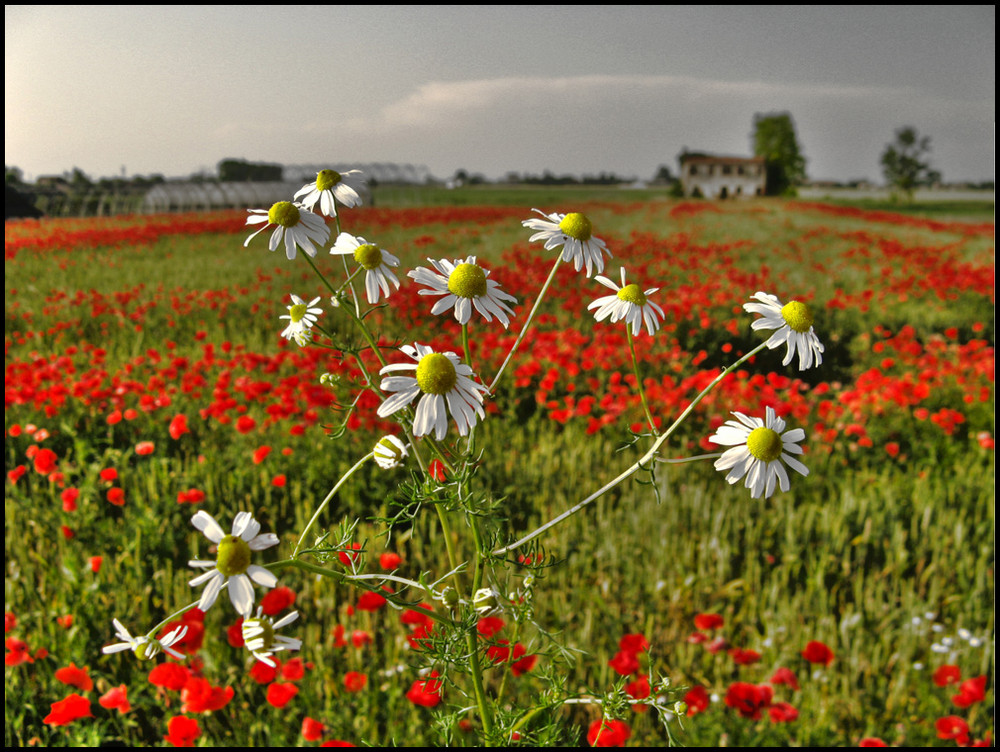 Daisies - anzi camomilla