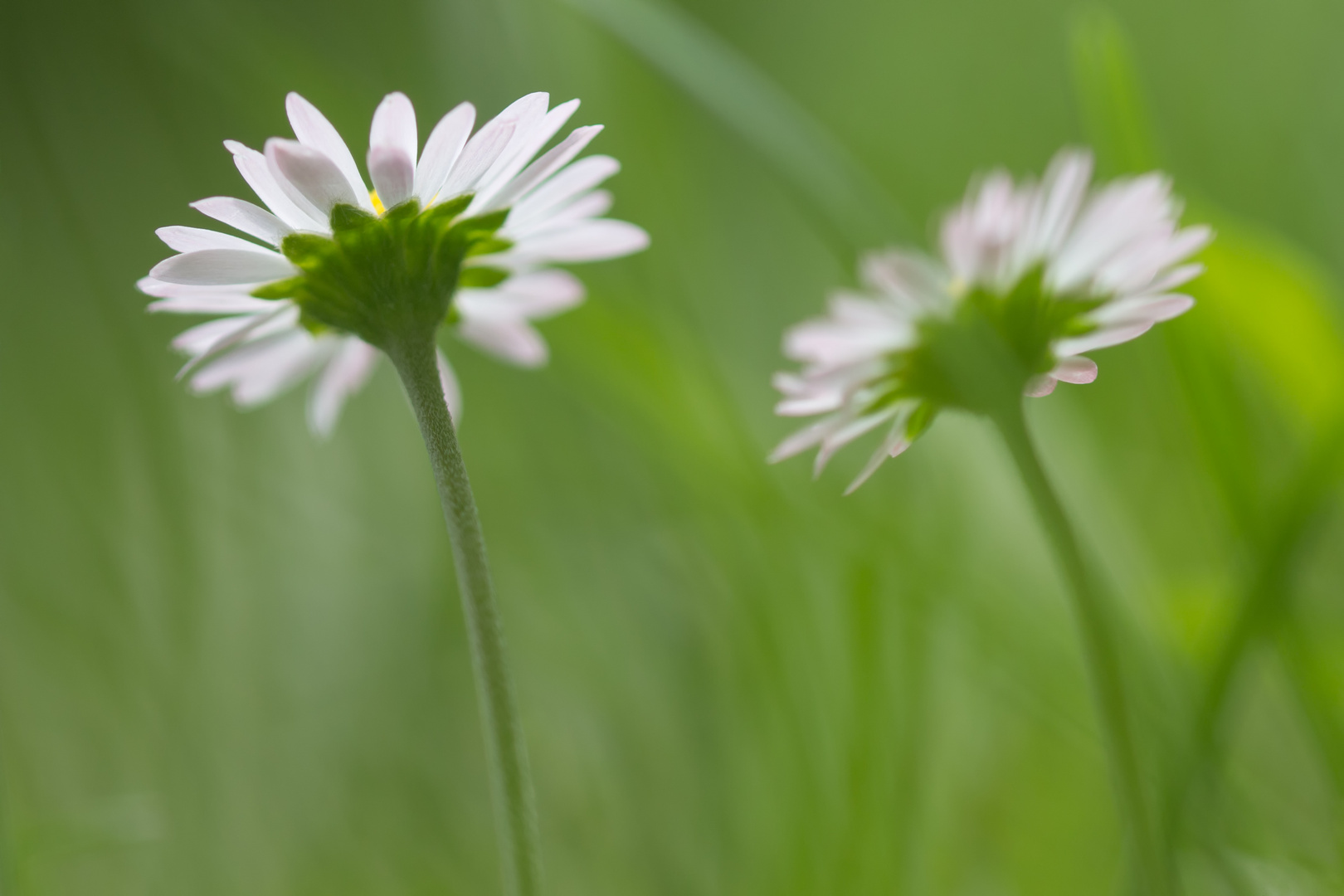 Daisies