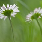 Daisies