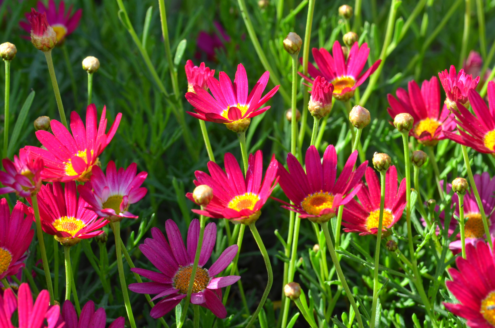 Daisies