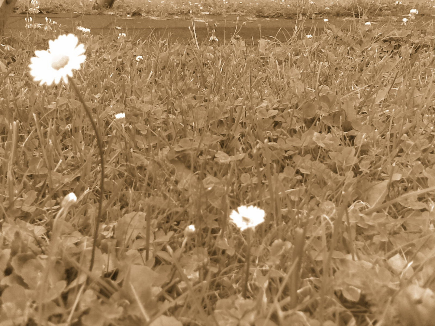 Daisies