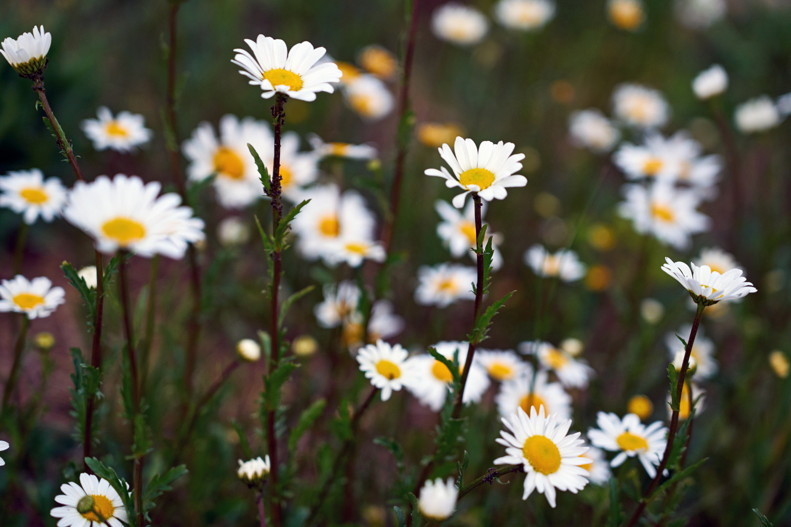 Daisies 