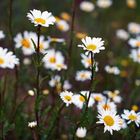 Daisies 