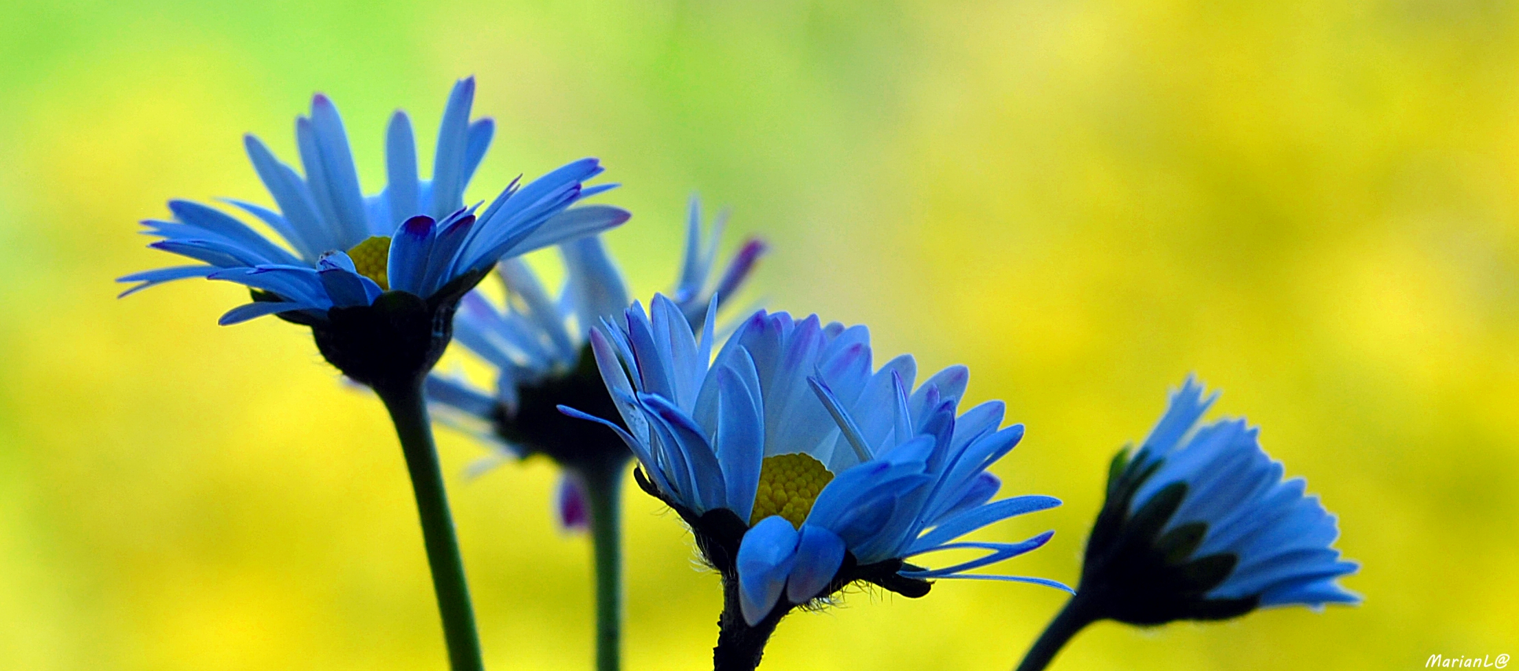 Daisies