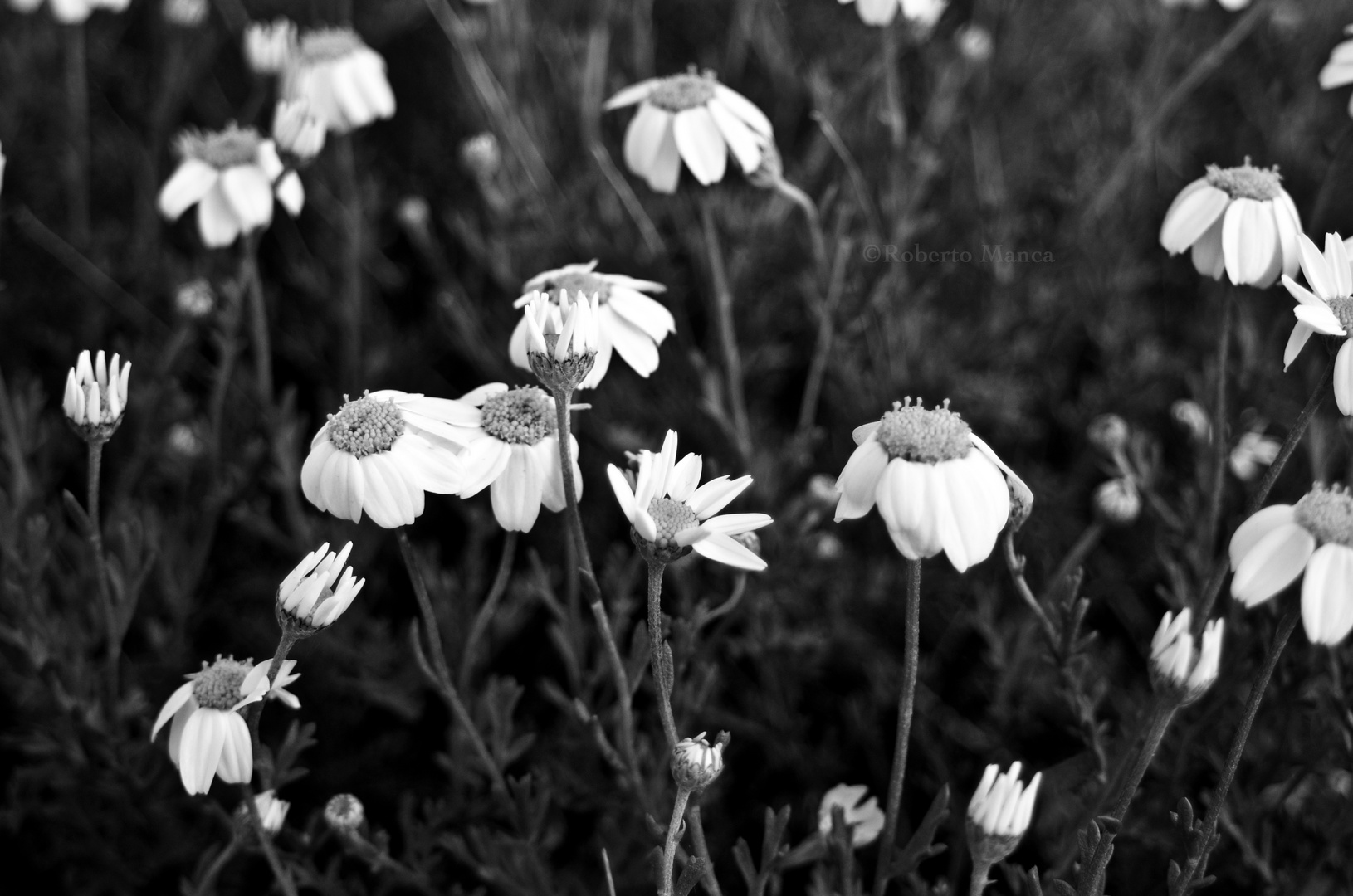 Daisies