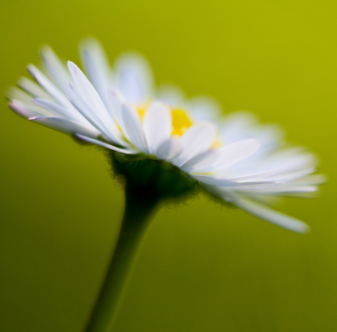 Daisies dream of sun