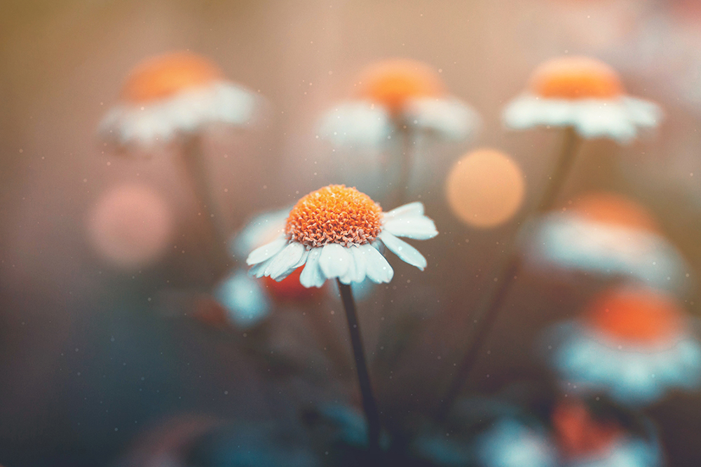 Daisies