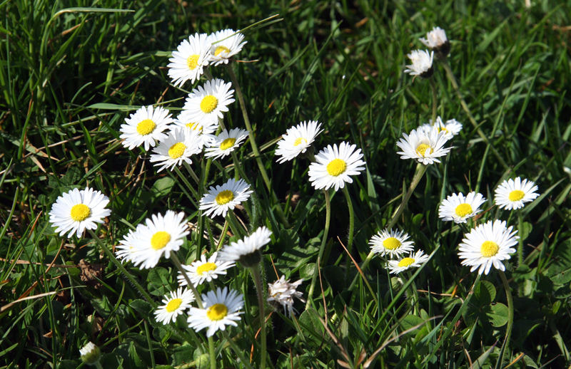 daisies