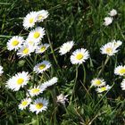 daisies