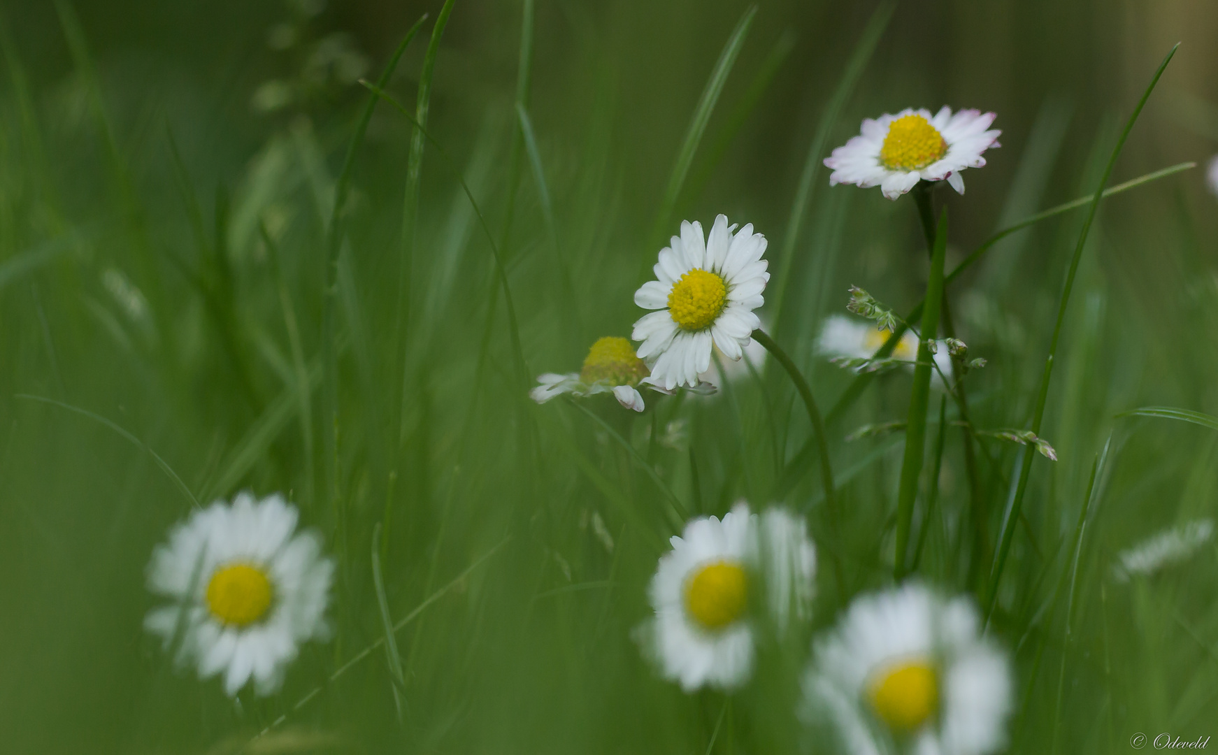 Daisies.