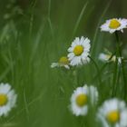 Daisies.