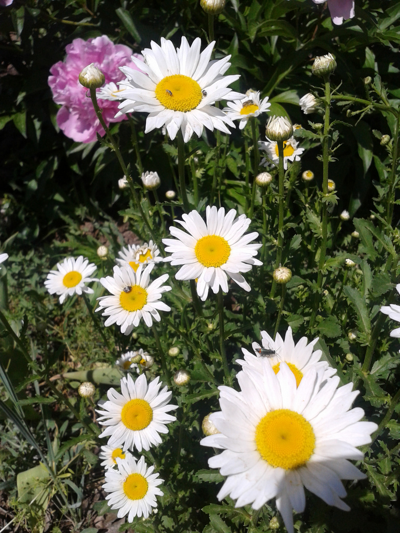 Daisies