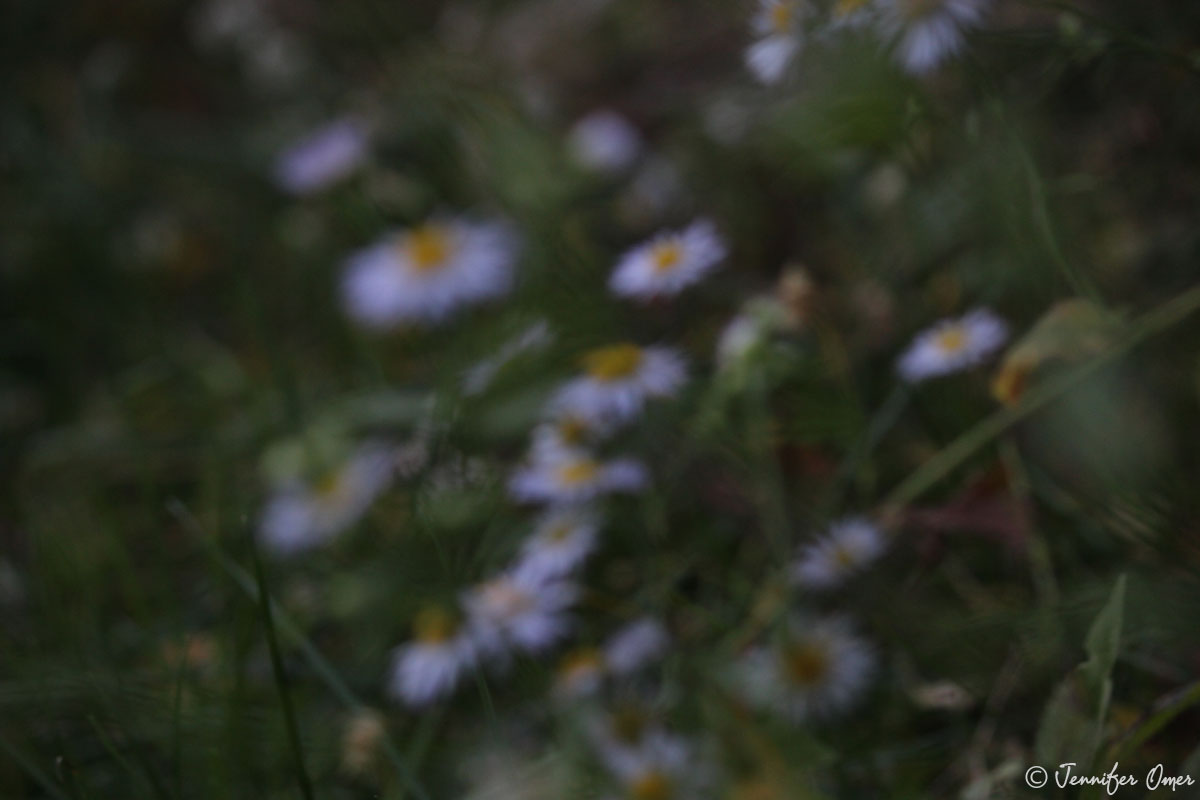 Daisies