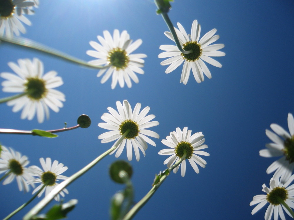 daisies from a new point of view, asked the ants