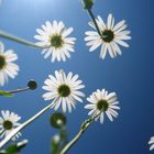 daisies from a new point of view, asked the ants