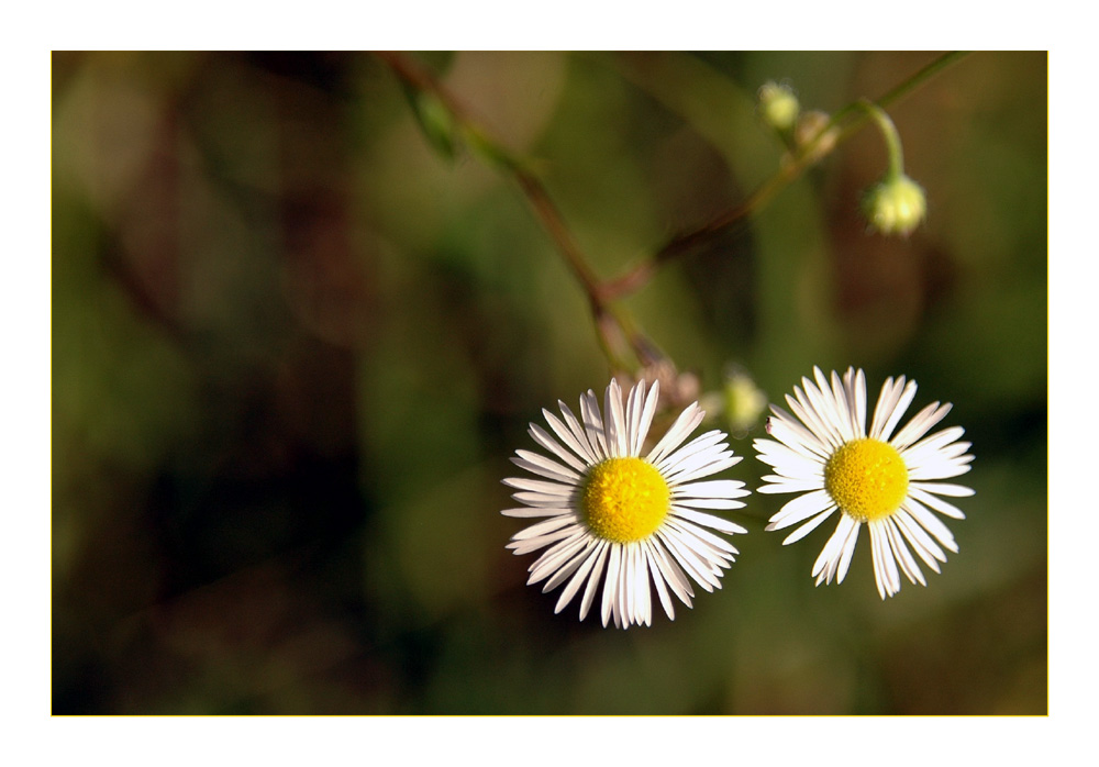 Daisies - Gänseblümchen