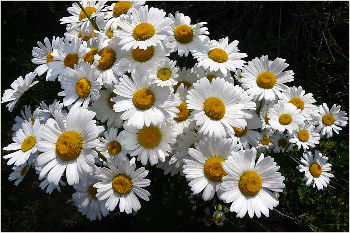 Daisies I