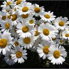 Daisies I