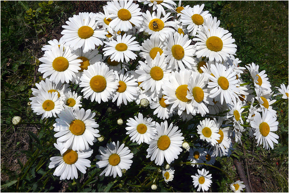 Daisies II