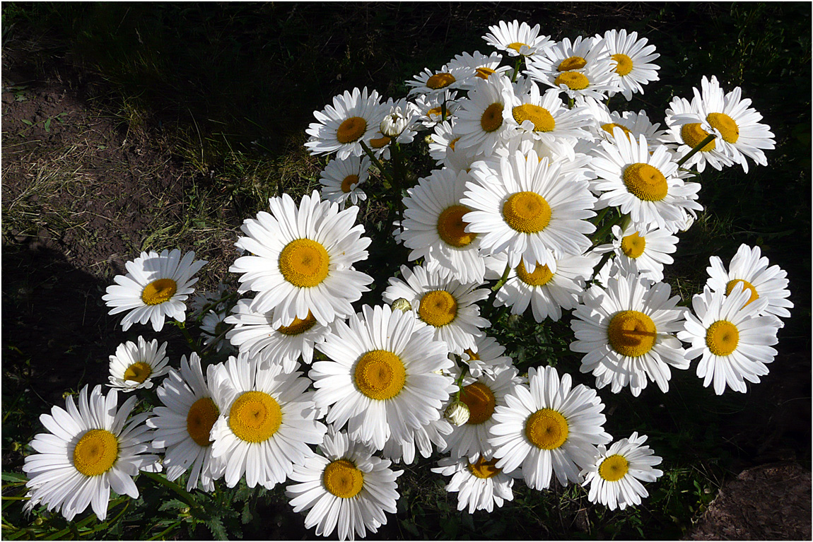 Daisies III