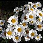 Daisies III