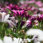 Daisies in a field