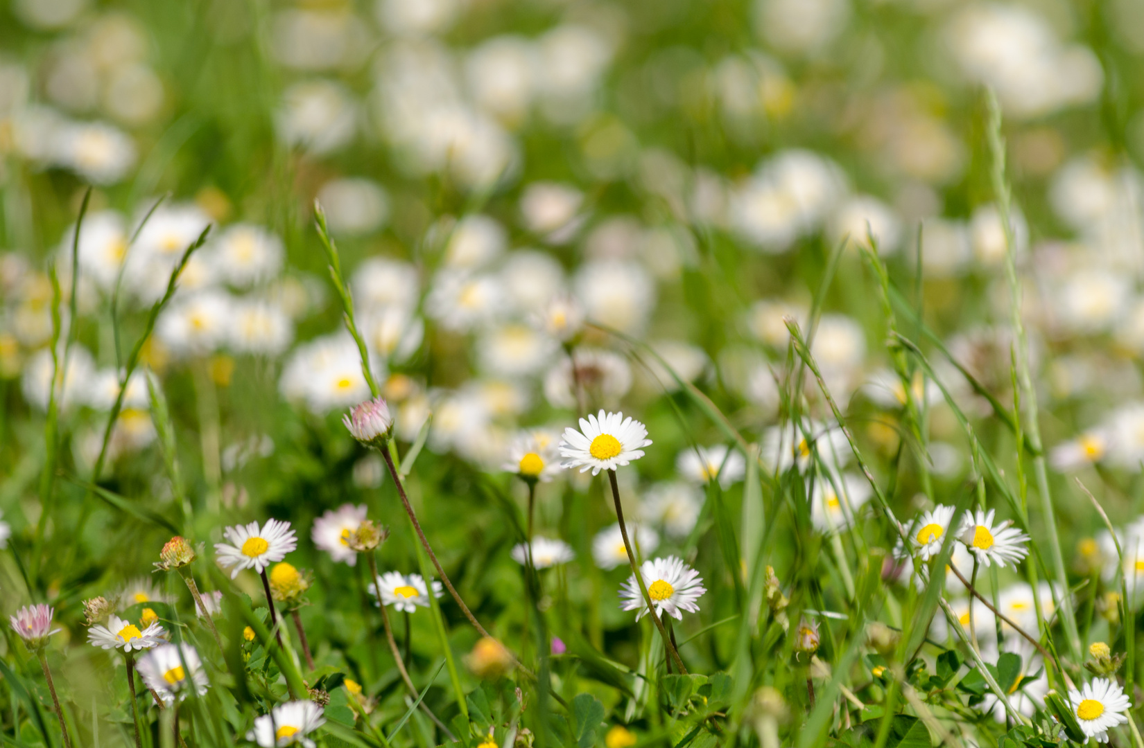 daisies in a park