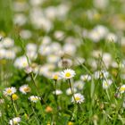 daisies in a park