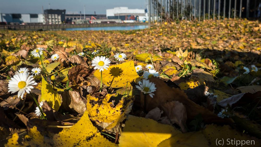 Daisies in Harbour
