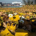 Daisies in Harbour