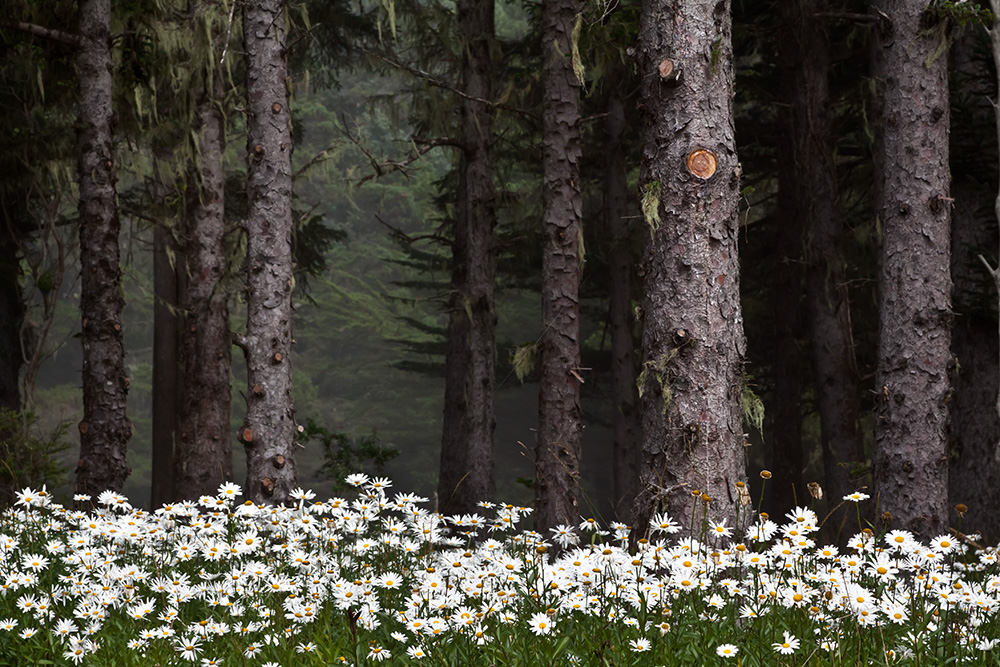 Daisies in the Forest