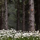 Daisies in the Forest