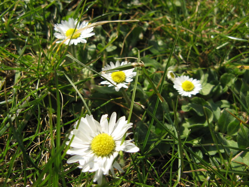 Daisies in the lawn