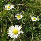 Daisies in the lawn