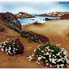 Daisies in the Sand