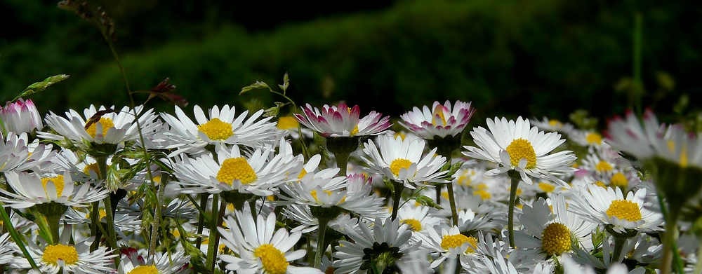 Daisies parade