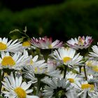 Daisies parade