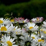 Daisies parade