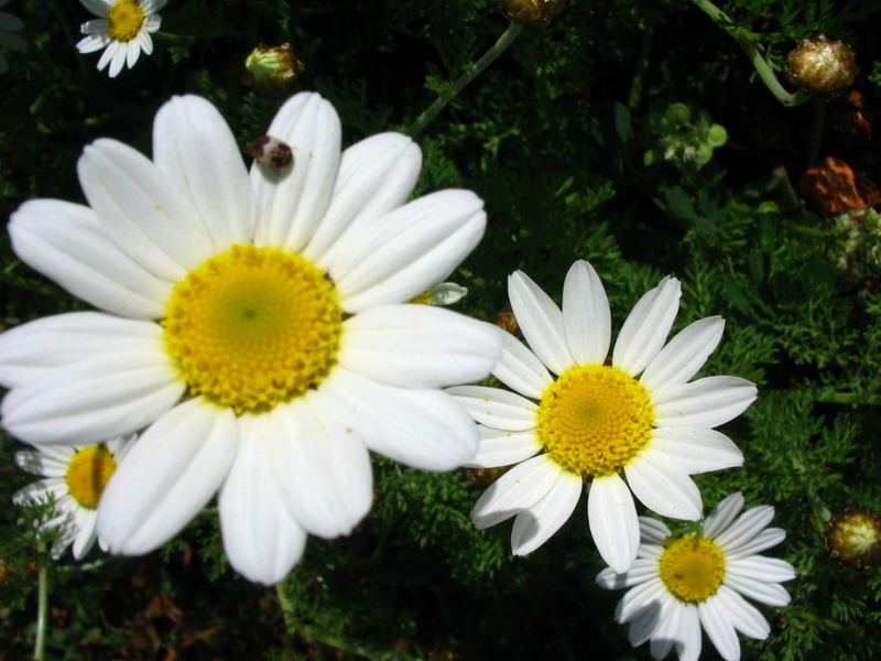 Daisies stepping down