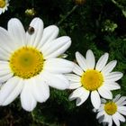 Daisies stepping down