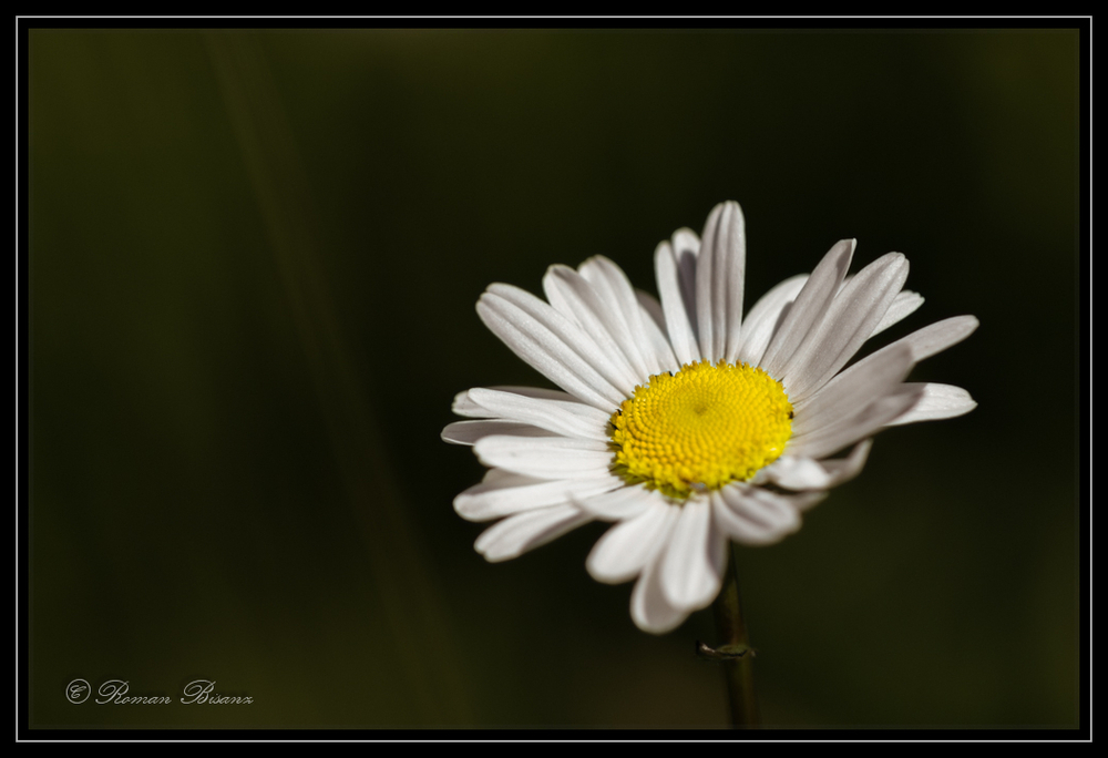 Daisy