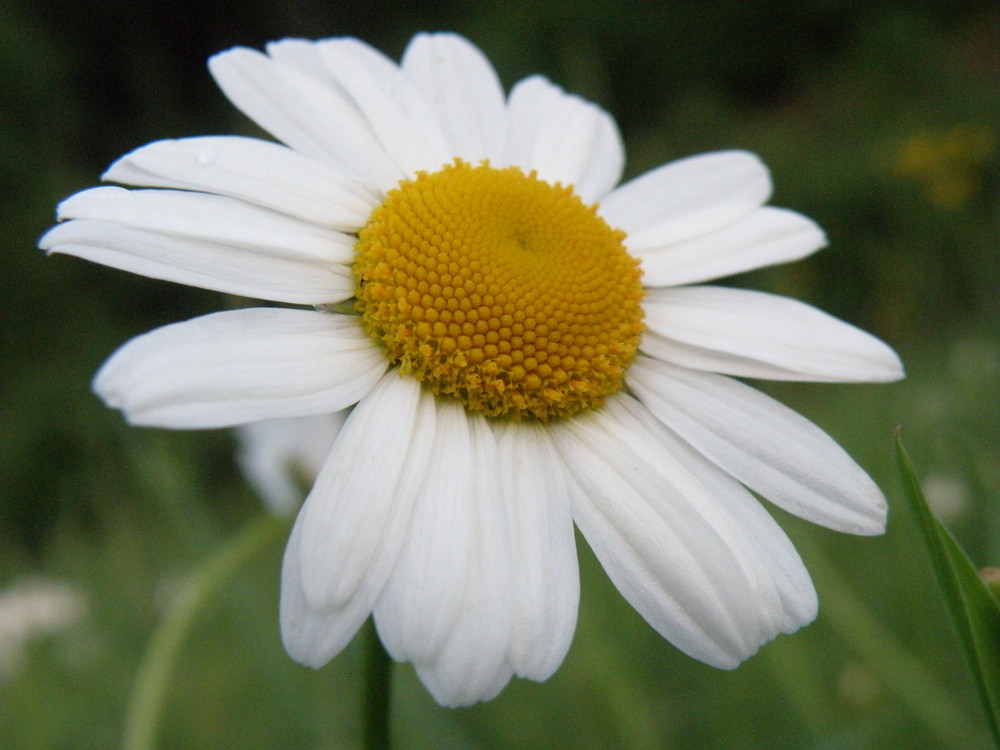 daisy