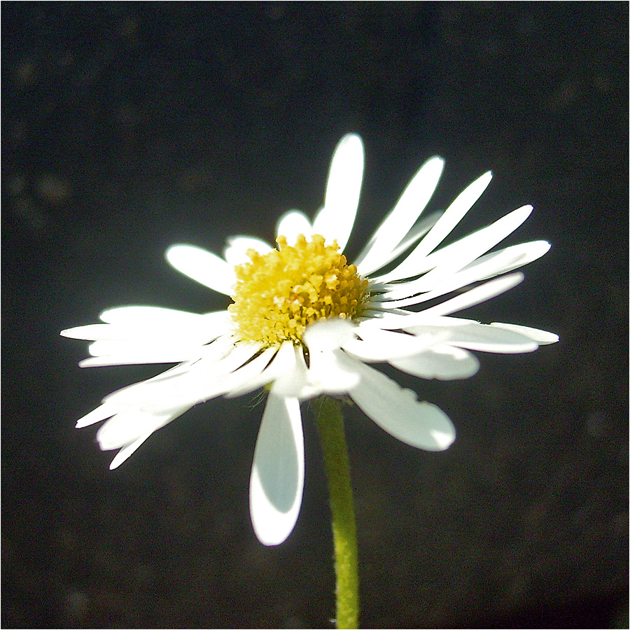 Daisy